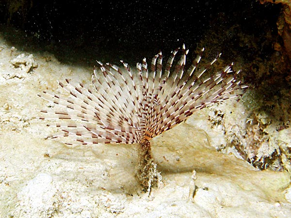 Sabellastarte sanctijosephi